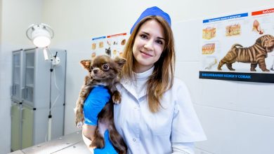 Photo of Преобразование музейных тачек в шедевры дизайна